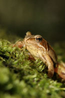 06-4217 Common Frog (Rana temporaria) on Moss